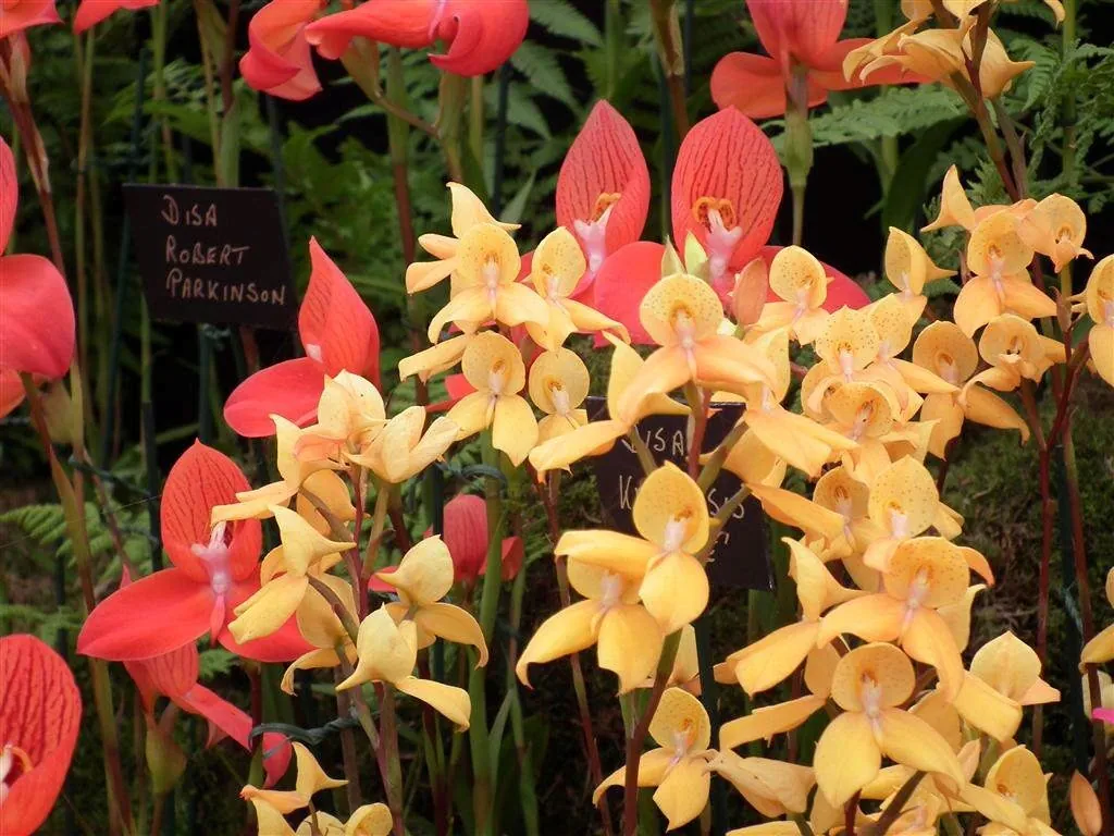 Floral marquee in the long water area 20
